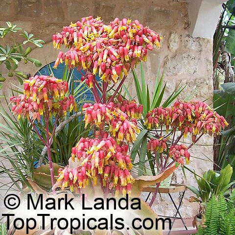 Kalanchoe_gaston4477mland.jpg