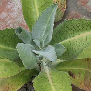 Kalanchoe_gastonis-bonnieri.jpg