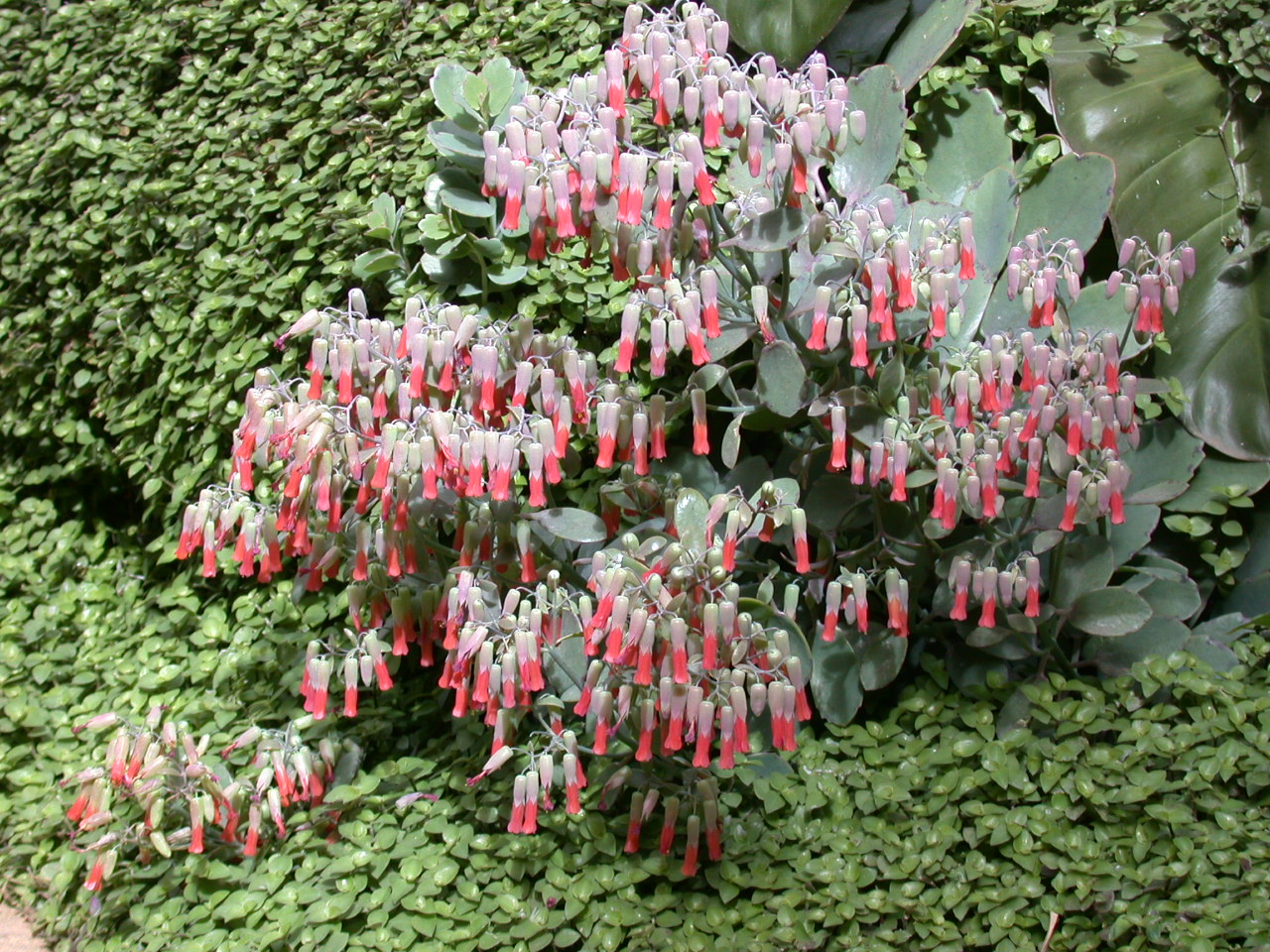 Kalanchoe_laxiflora.jpg