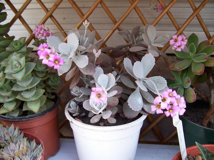 Kalanchoe_pumila_1.JPG