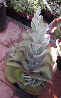 Kalanchoe_thyrsiflora.jpg