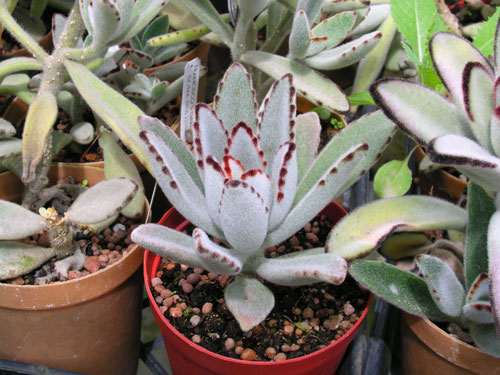kalanchoe_tormentosa_g.jpg