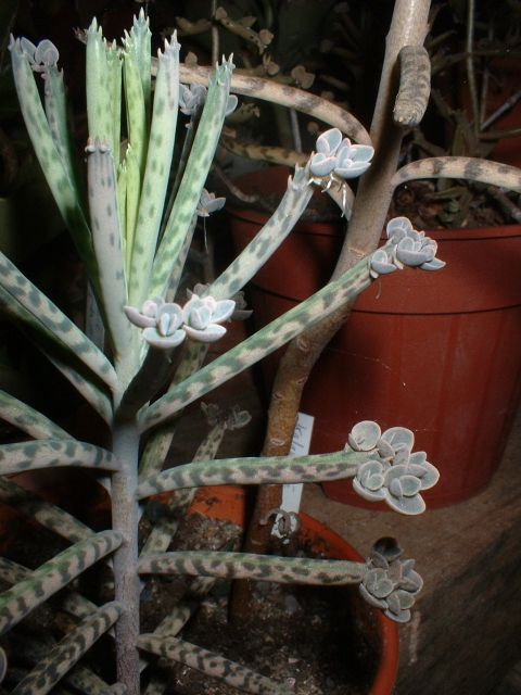 Kalanchoe_tubiflora.jpg