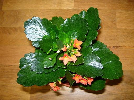 KalanchoeBlossfel07.JPG