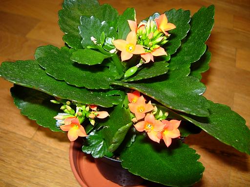 KalanchoeBlossfel08.JPG