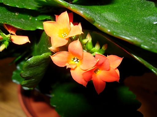 KalanchoeBlossfel09.JPG