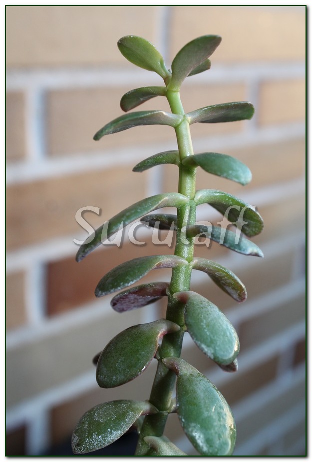 Kalanchoecrundallii1_zpsc3d4c3d1.jpg