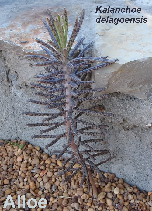 kalanchoedelagoensis2008_12.jpg