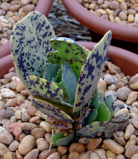 kalanchoemarmorata06_2008.jpg