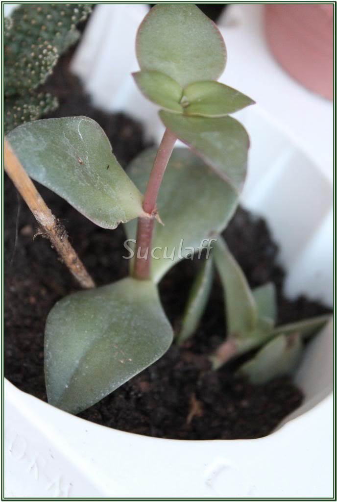 KalanchoeOrgyalis_zps7baf14af.jpg