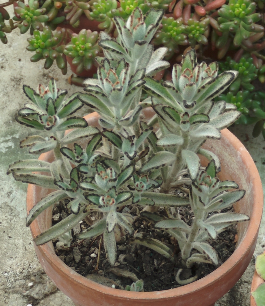 kalanchoetomentosaprimavera2.jpg