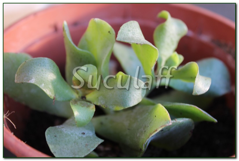 Kalanchoeusambarensis_zpsa35d0199.jpg
