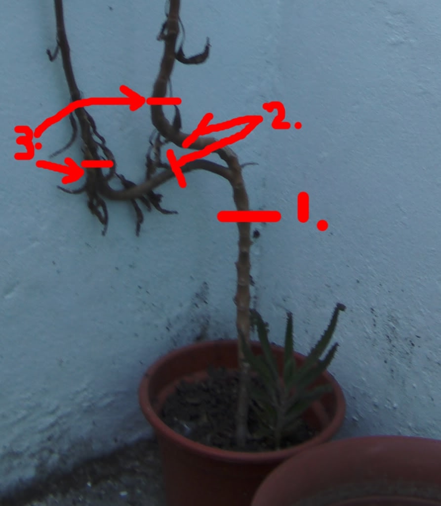kalanchoexhoungtoniibonsaicortes.jpg
