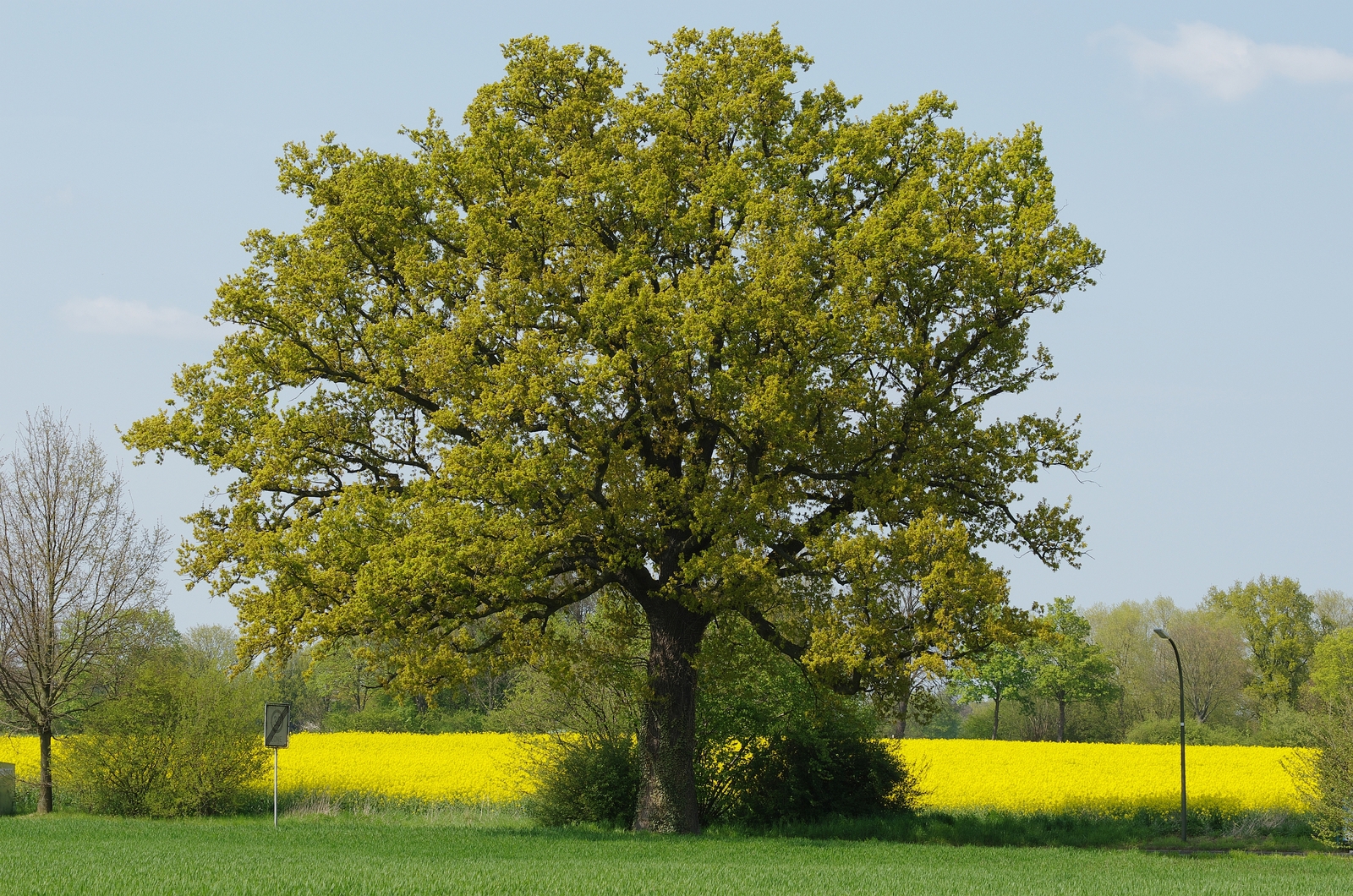 Kamen_Naturdenkmal_Stieleiche_Quercus_robur_IMGP3707_smial_wp.jpg