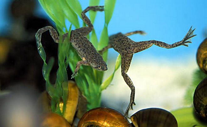 karlikovaja-ljagushka-hymenochirus-boettgeri_1.jpg