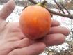 KasandraPersimmon2sm-105x79.jpg