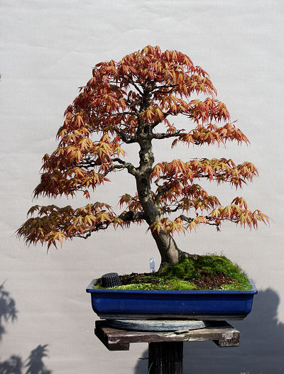 Katsura%20Maple.jpg