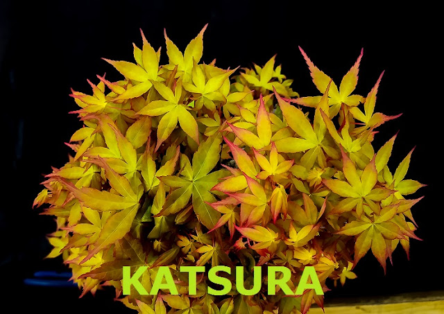 KATSURA.jpg