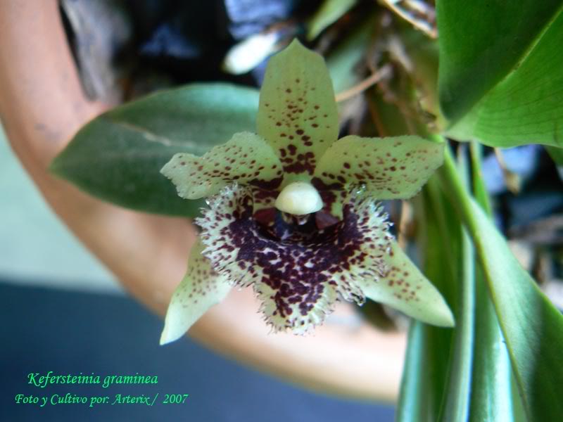 Kefersteinia_graminea_01.jpg