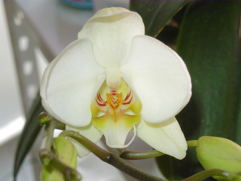 keiki%20blanco2.jpg