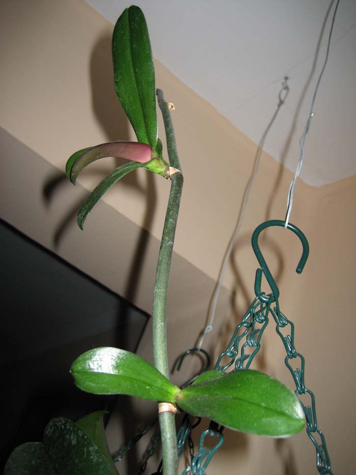 keiki1.jpg