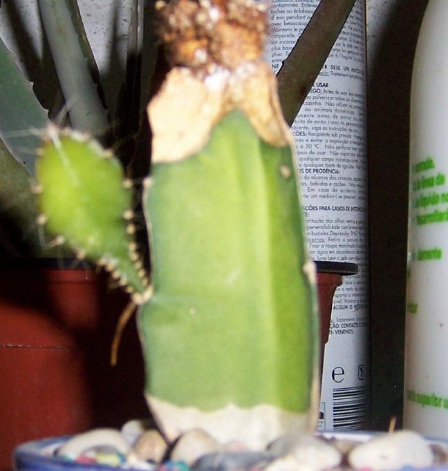 KeikiCactus.jpg