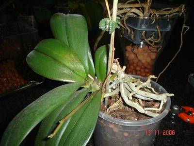 keikiphal1.JPG