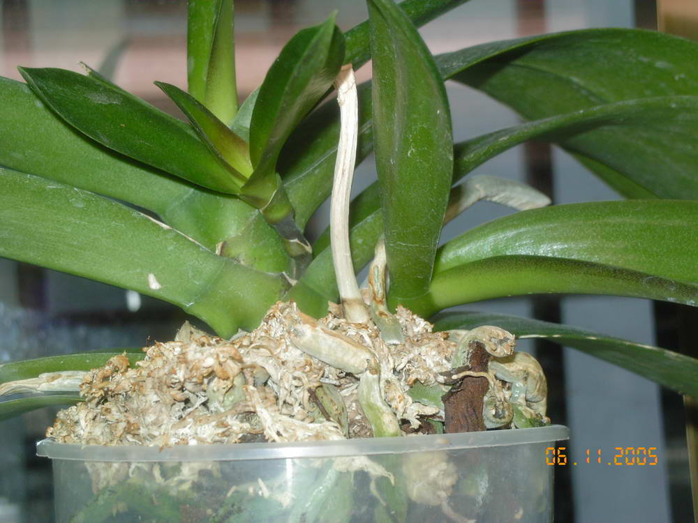 keikis%20phal%20desc.jpg