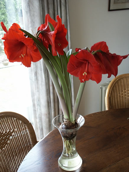 Kennemerend_Amaryllis_2.jpg