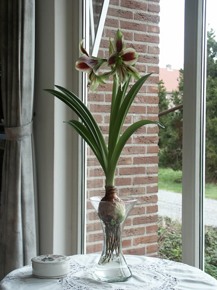 Kennemerend_Amaryllis_3.jpg