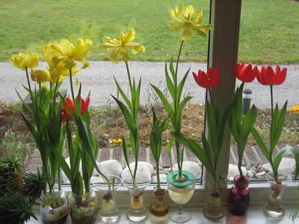 Kennemerend_Tulipes_1.jpg