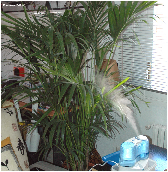 kentia_humidificador.jpg