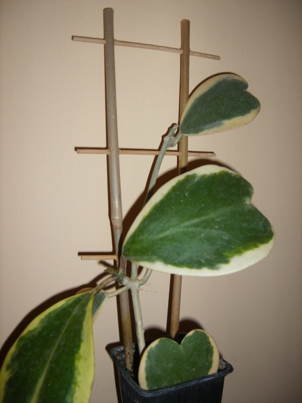 KERRYVARIEGADA.jpg