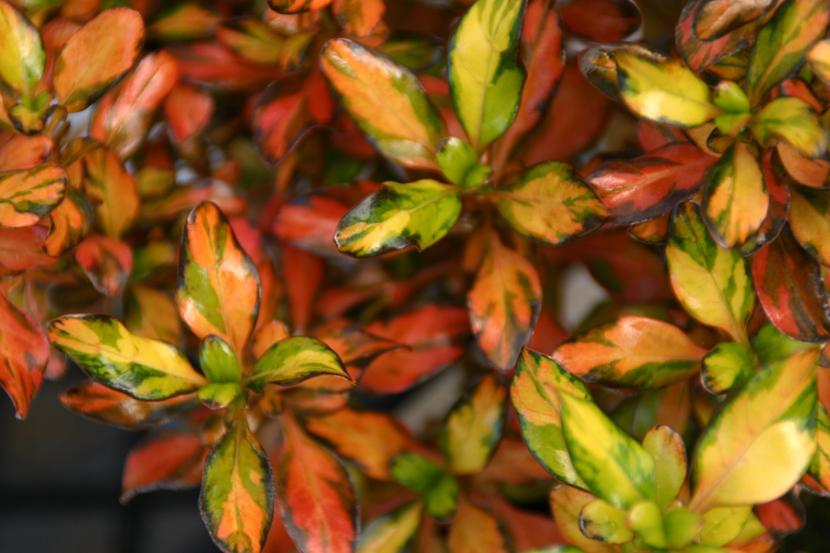 KiaOraFlora_Coprosma_EveningGlow.jpg