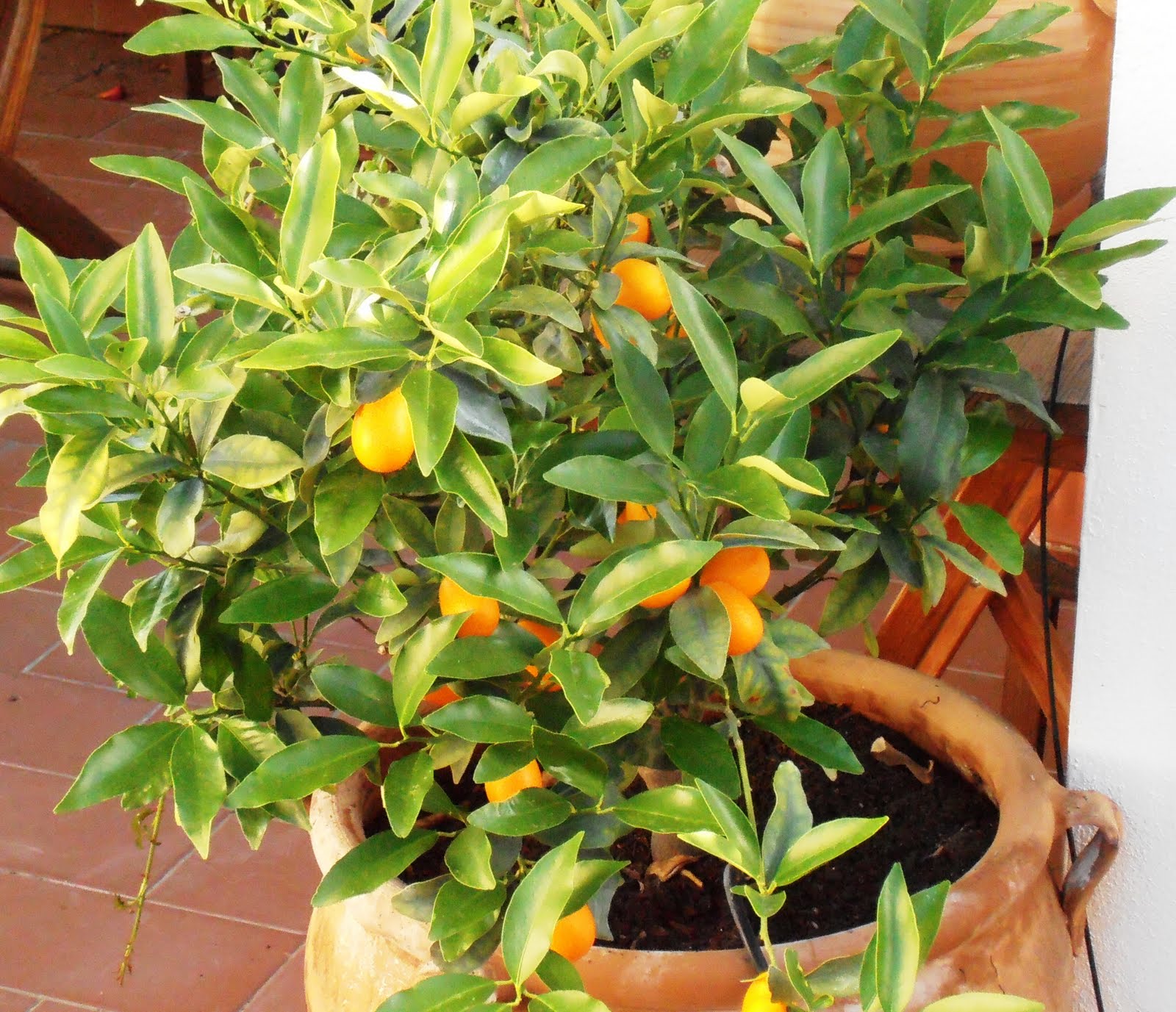 kinoto-cultivo.jpg
