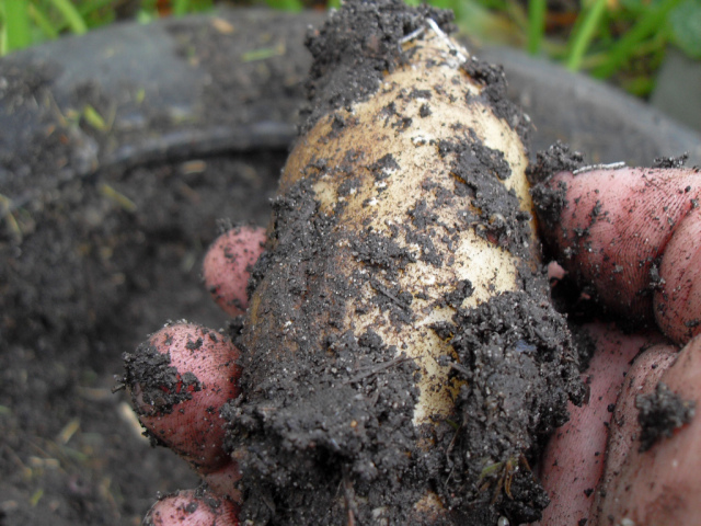 kipfler-potato-car-tire.jpg