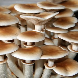 kit-cultiu-pollancro-agrocybeaegerita-02-300x300.jpg