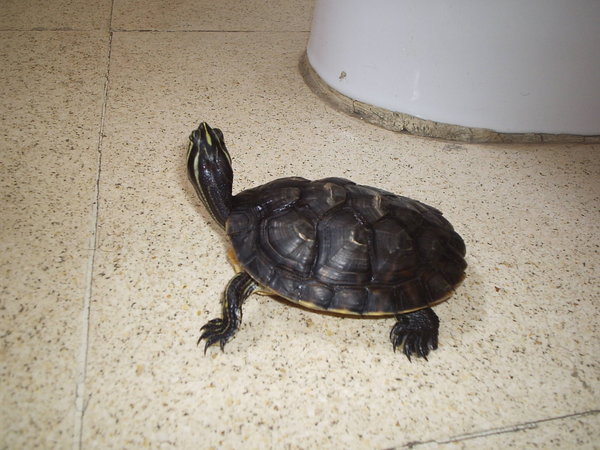 Kitiara_my_turtle_by_KelvarielSulka.jpg