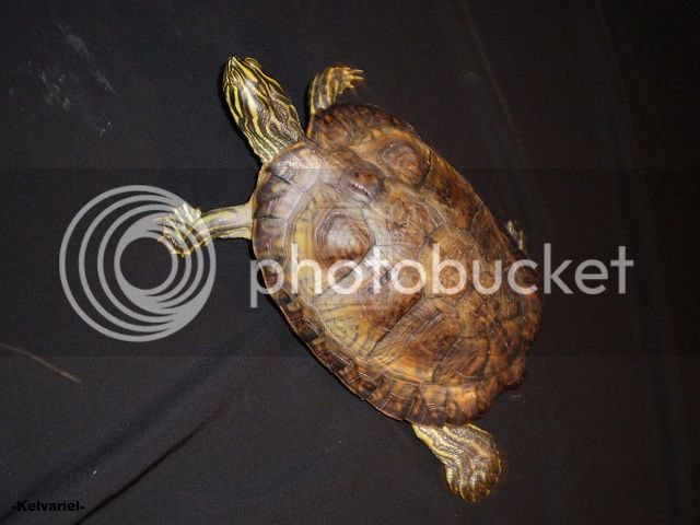 Kitiara_Pseudemys_by_KelvarielSulka_zps9fa71eb3.jpg