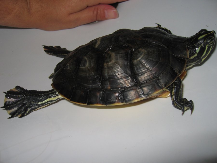 Kitiara_Turtle_by_KelvarielSulka.jpg