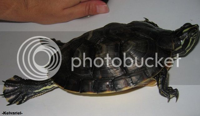 Kitiara_Turtle_by_KelvarielSulka_zpsbf0e442f.jpg