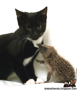 kitten-hedgehog.jpg