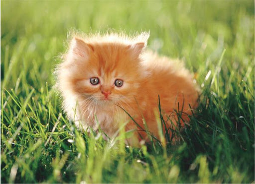 kitten.jpg