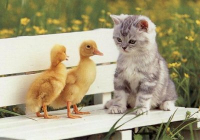 Kitten-Pictures-60.jpg
