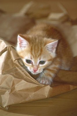 Kitten-Pictures-74.jpg