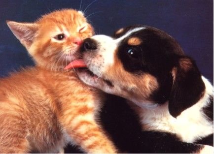 Kitten-Pictures-80.jpg
