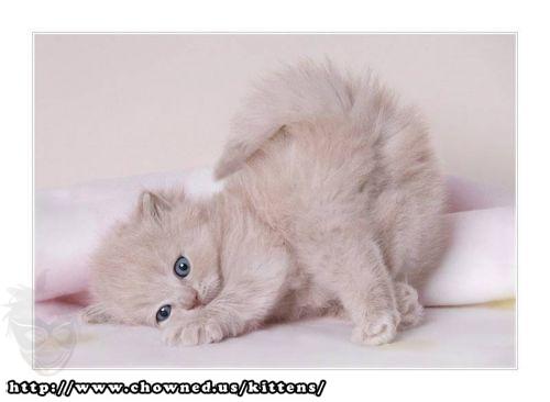 kitten1.jpg