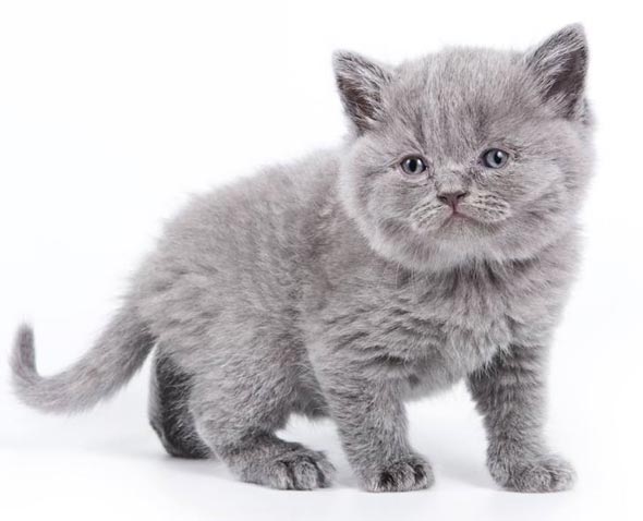 kitten169.jpg