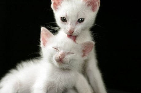 kitten2.jpg