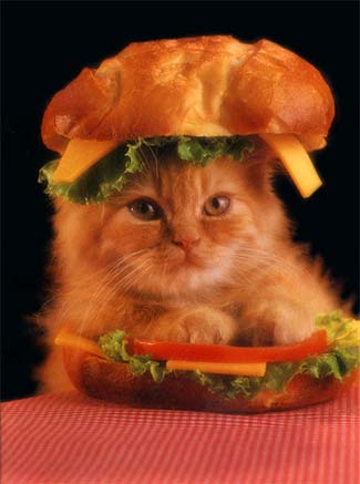 kitten66.jpg
